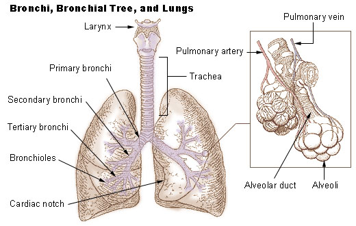 Trachea anatomy